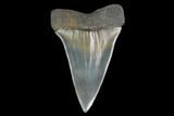 Fossil Mako Shark Tooth - South Carolina #142311-1